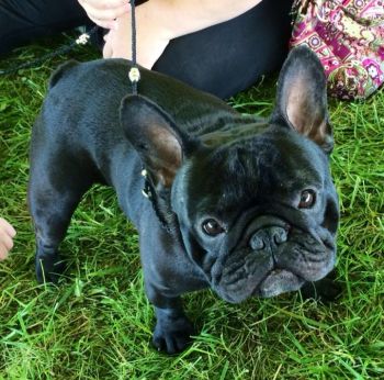 Star Bull Dogs - French Bull Dog For Sale. Show Dogs & Pet Quality Puppies