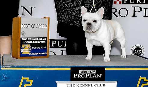 french bulldog best in show